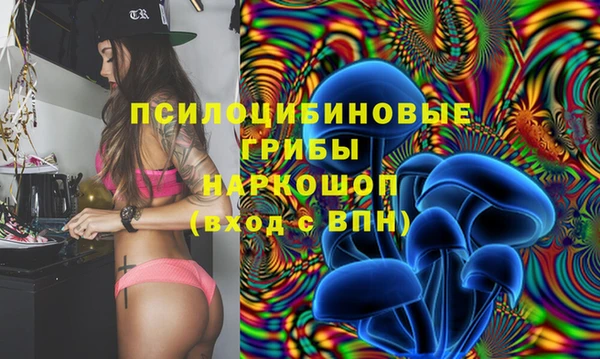 гашик Новозыбков