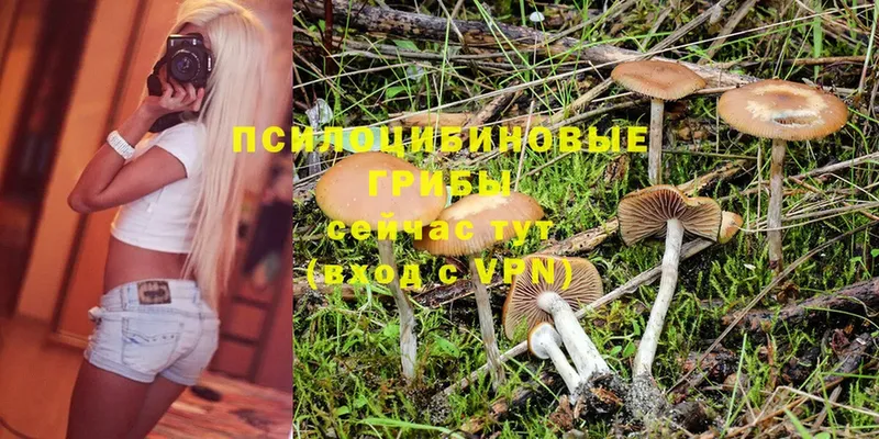 omg ссылки  Краснослободск  Псилоцибиновые грибы Psilocybine cubensis 